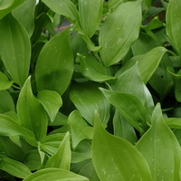 Polygonatum orientale 